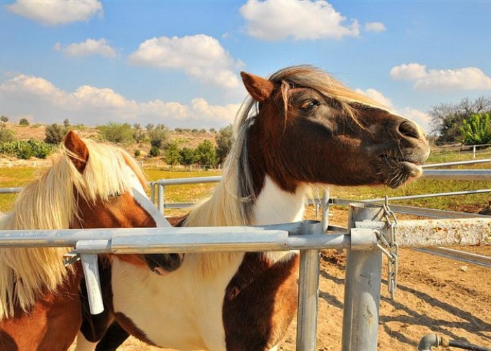 אחוזת ציפורי ספא ואירוח בגליל